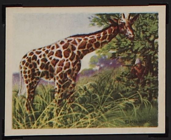 16 Giraffe